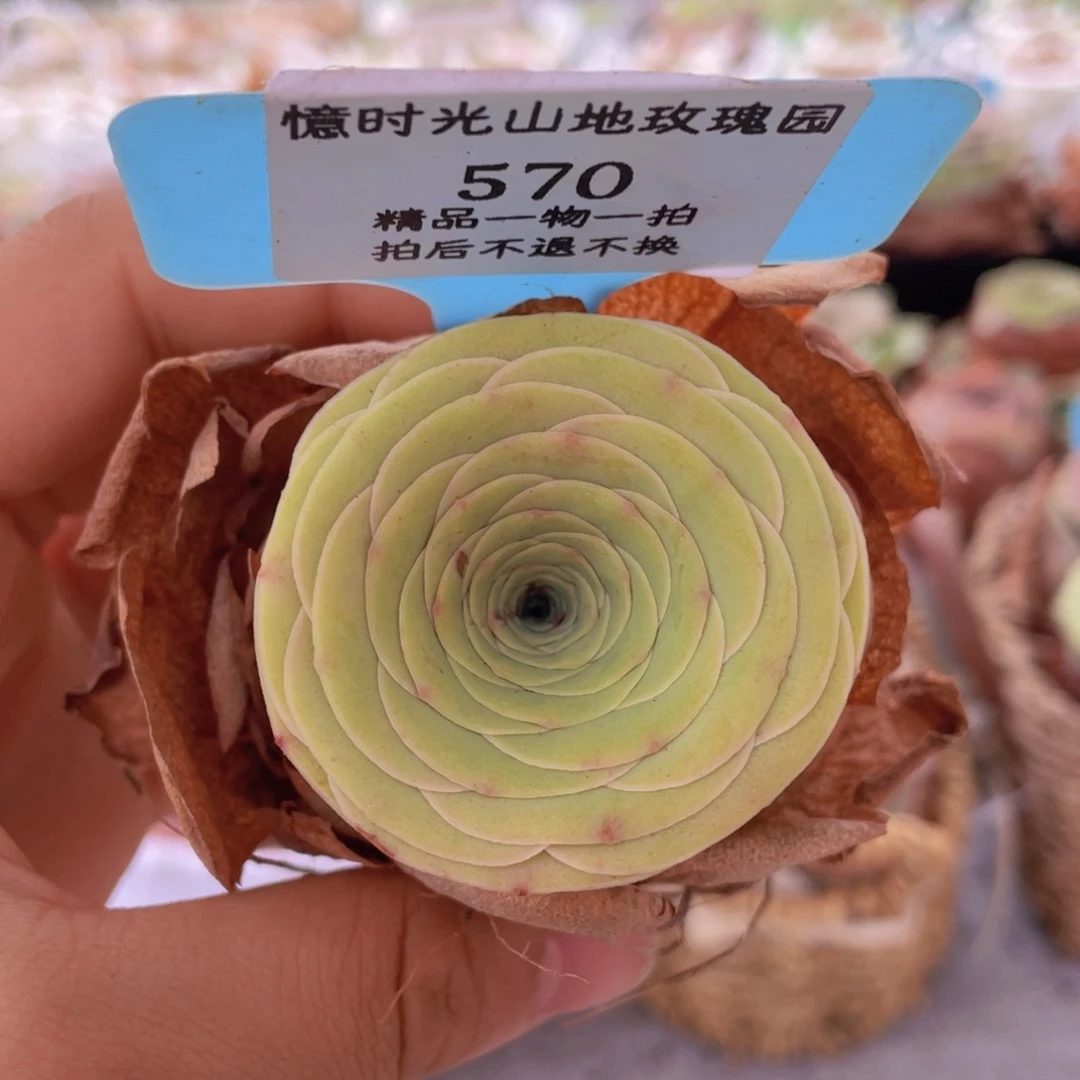 山地玫瑰570裸根发货不售后