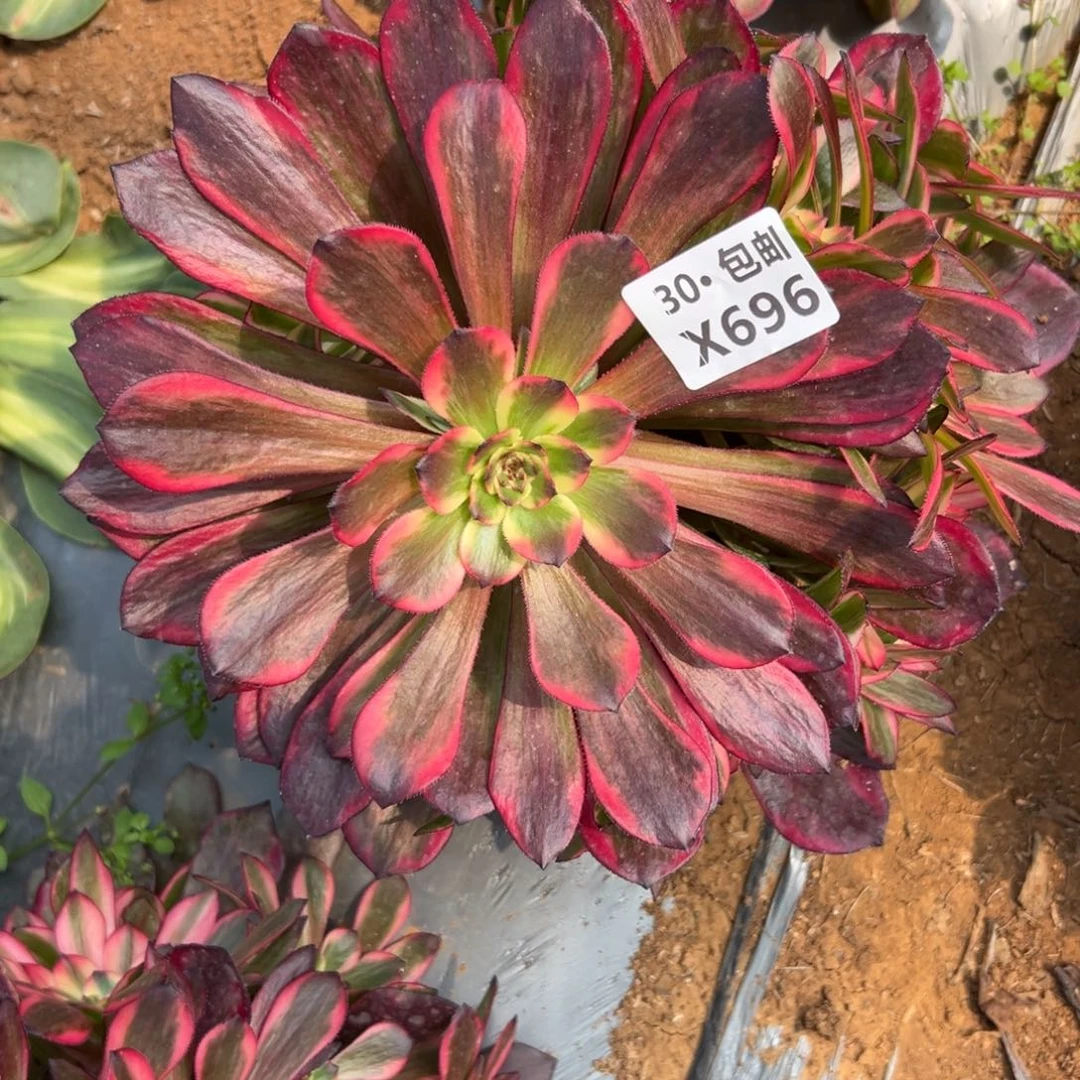 696烟花，，多肉法师