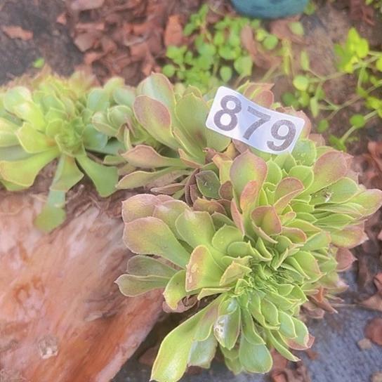 S***e多肉植物一个玫瑰有伤
