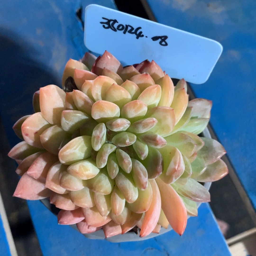 素*350124-08全明，星