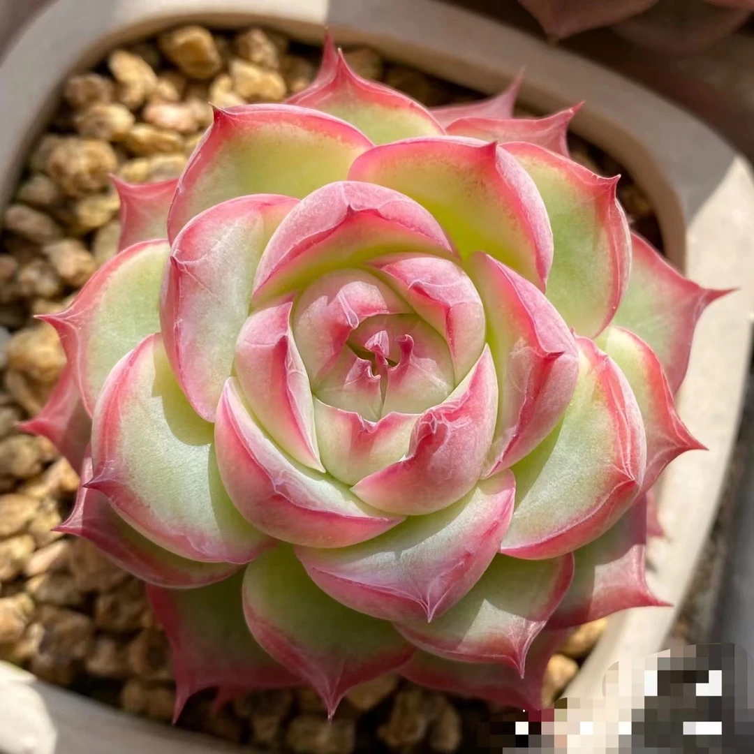 状态女王玫瑰多肉植物盆栽高颜值易养防辐射适合办公室