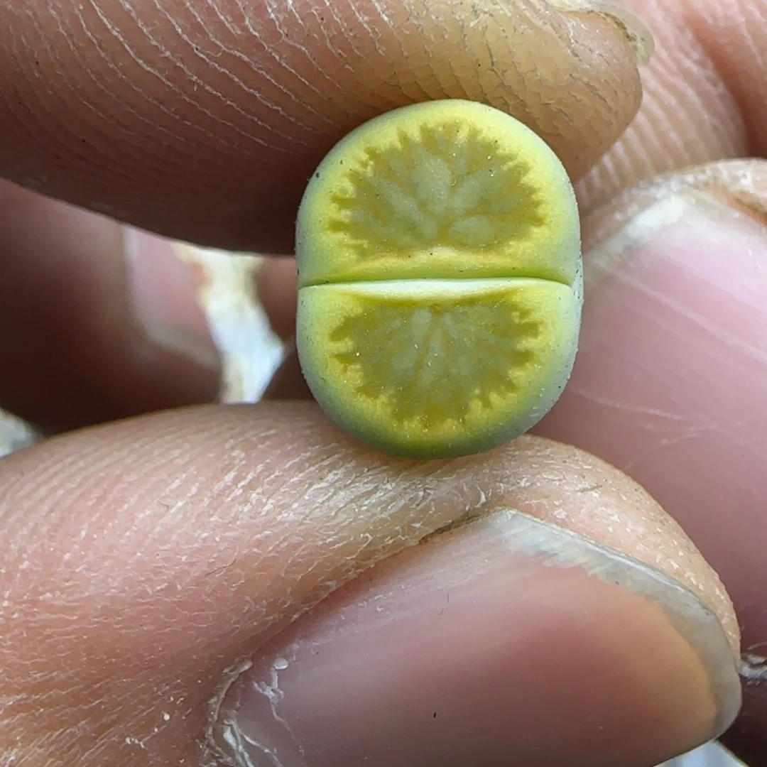 041 生石花大棚直播