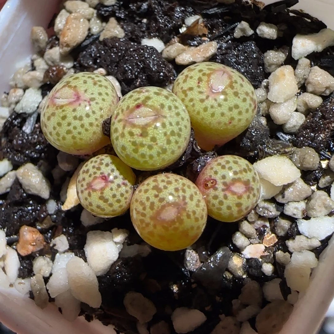 肉锥多肉植物百科25-金橘586