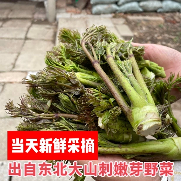 东北头茬新鲜刺嫩芽刺龙芽山野菜现采现发长白山野生刺老芽