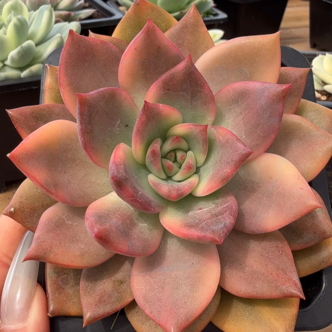 卡梅拉锦 安吉园艺锦