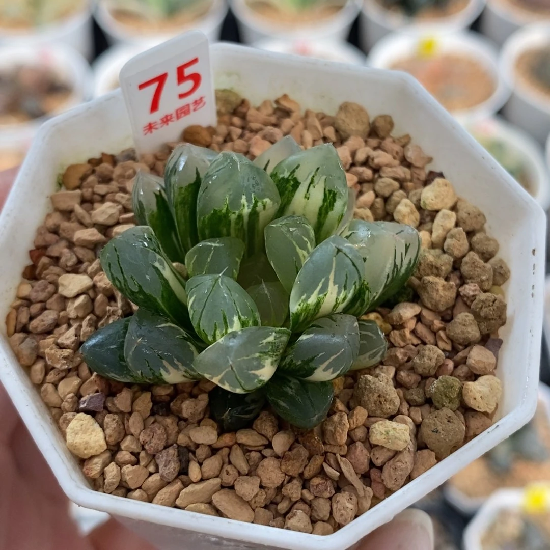 75水中月玉露锦一物一图