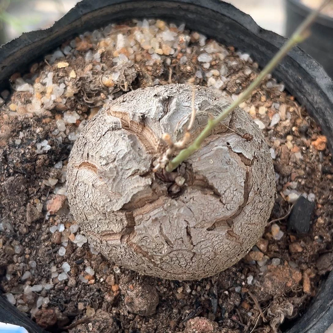 潮流植物 龟甲龙 深裂
