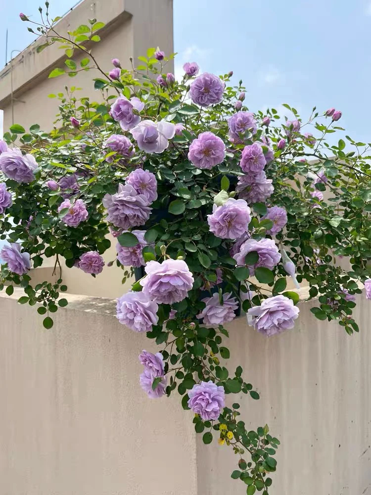 蓝色阴雨月季花苗盆栽蔷薇藤本四季花卉阳台庭院玫瑰爬藤龙沙宝石