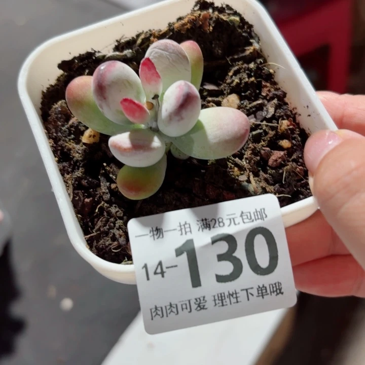 葡萄无盆土无盆土发货多