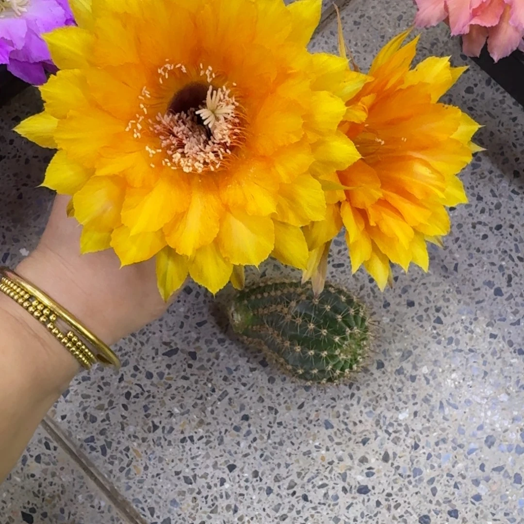 234彩草98歪无根侧牙4公分左右，20包邮