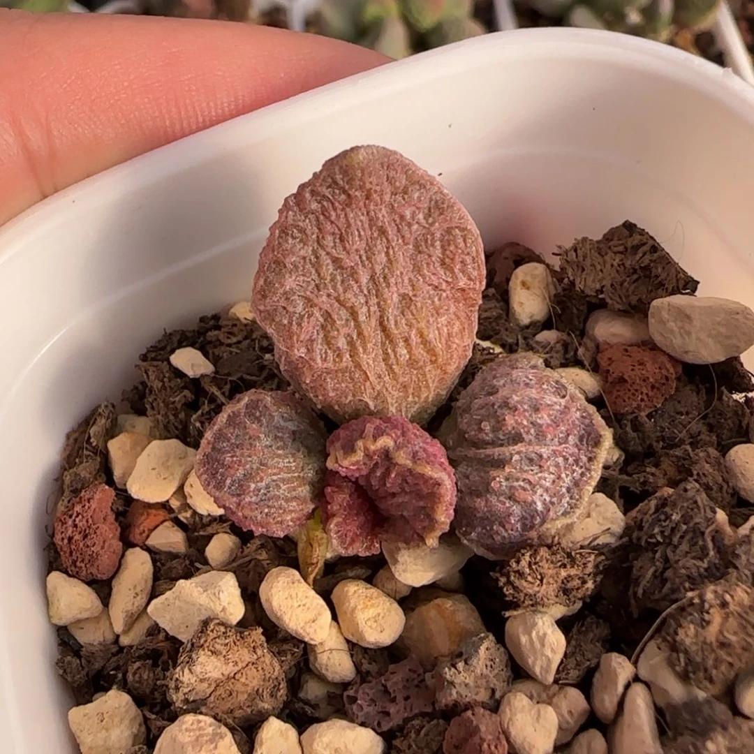 大鱼海棠水泡多肉