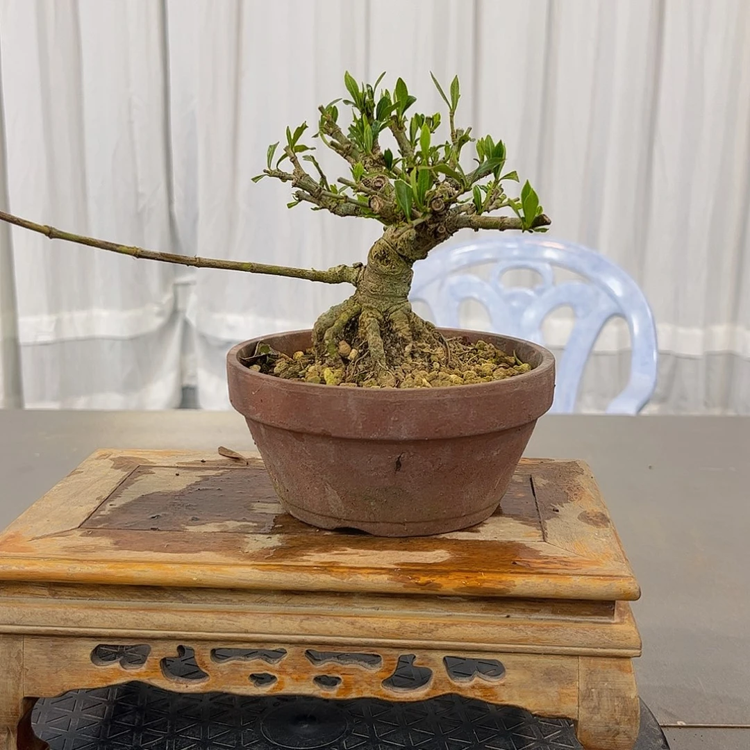 红陶洛****店栀子花一物一拍