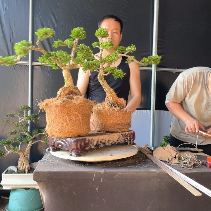 完全开放浙****司黄杨盆景