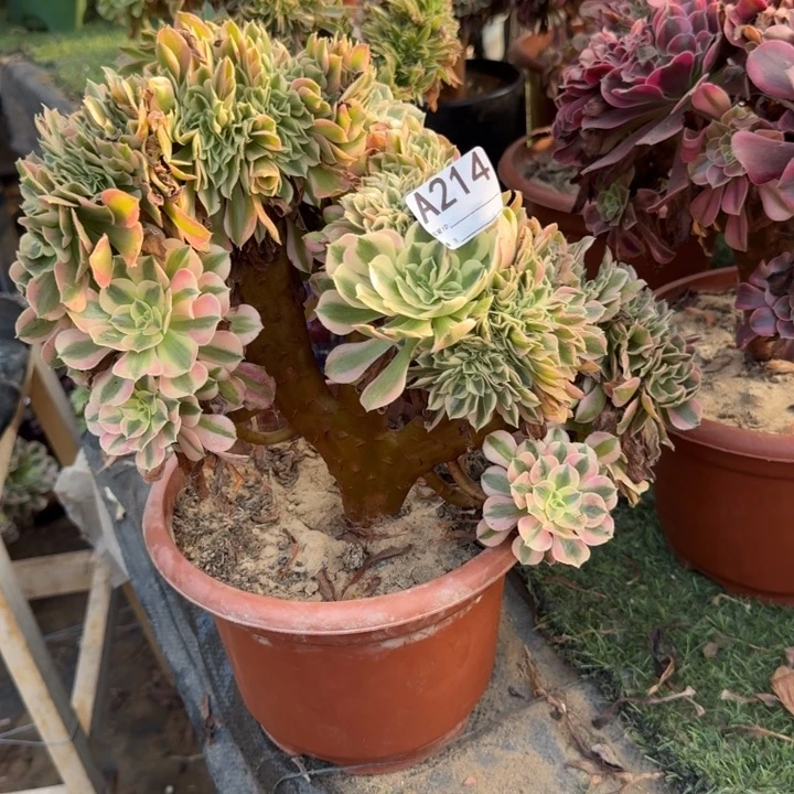 青苹果法师锦缀化214