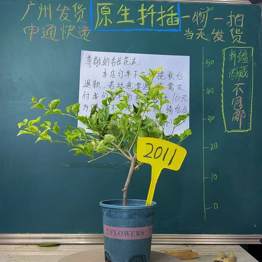当前无花栽培后可以开花斑叶米罗 2011