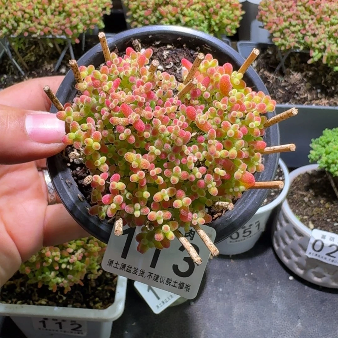 枝干番杏爱心蜜橘糖球113