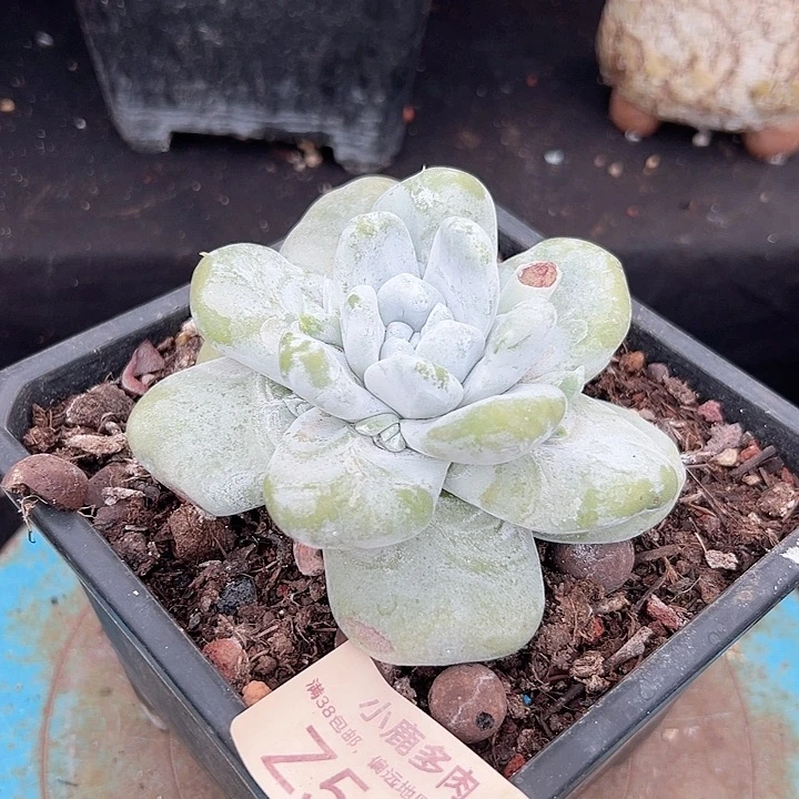 小鹿多肉福利多多502