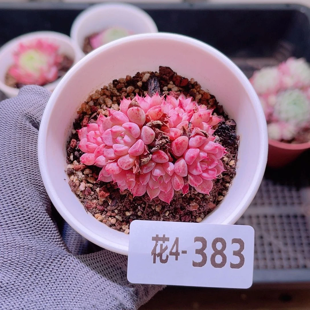 花04-383阿曼尼群