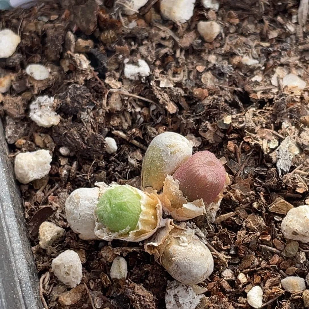 2-106铜壶多肉植物