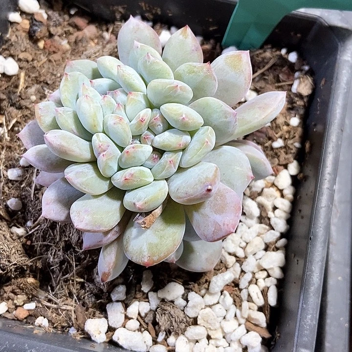 生****光多肉植物7322多肉