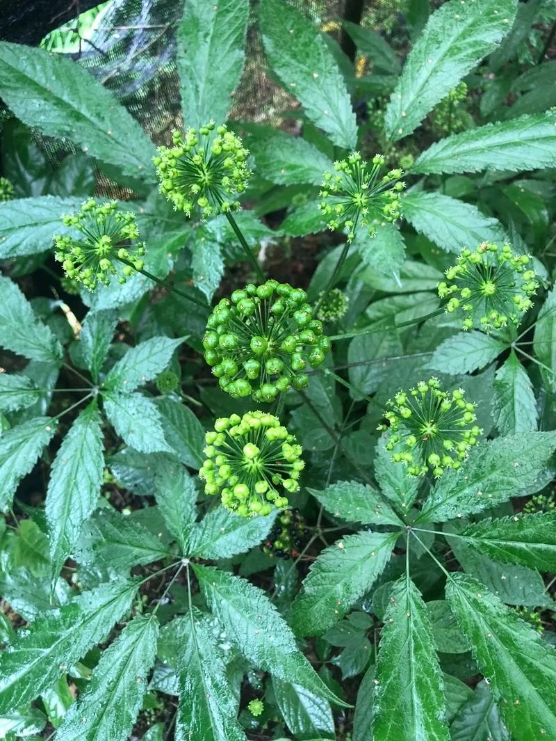 竹节参白三七罗汉三七明七竹鞭三七竹节人参药食同源观赏花卉绿植