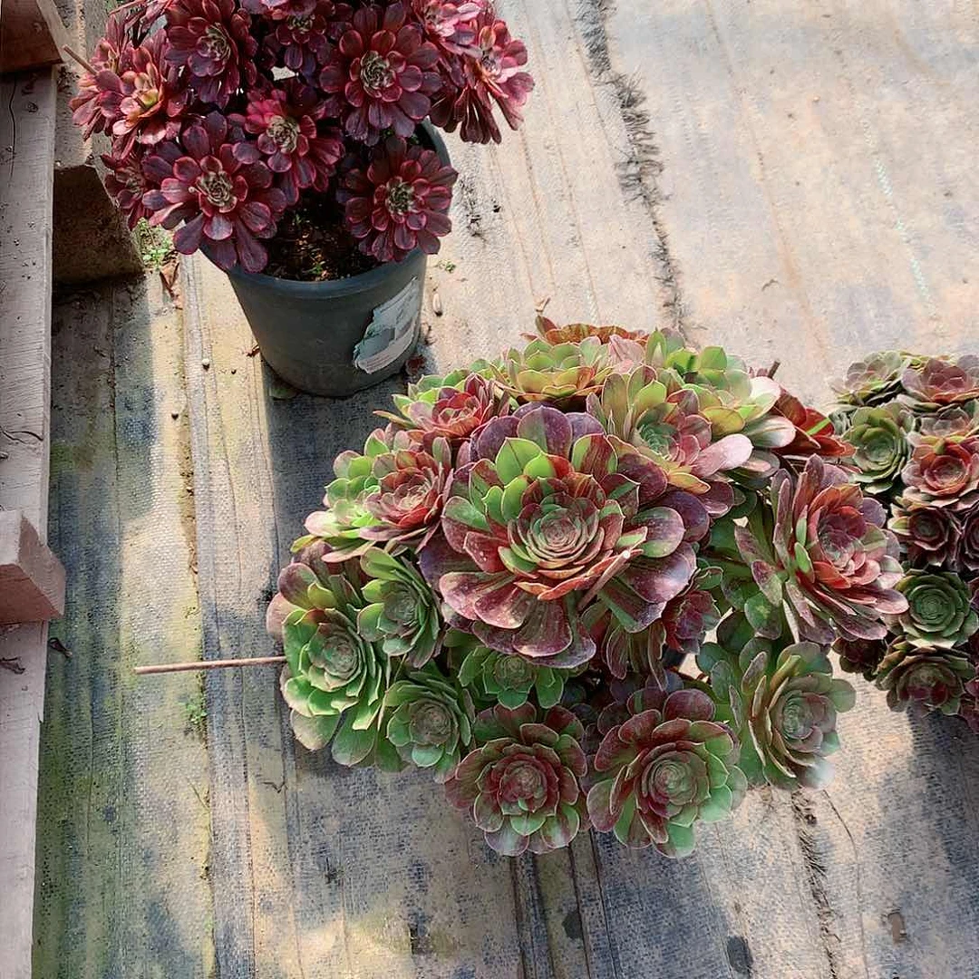 【闪购商品】无*花月夜，多肉