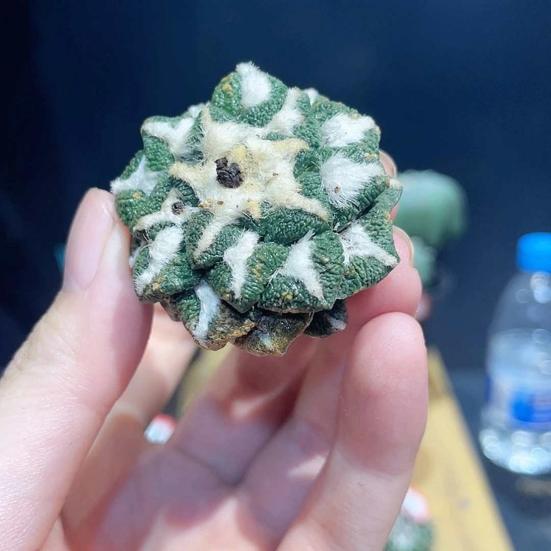 18号自根战损大尤黑牡丹