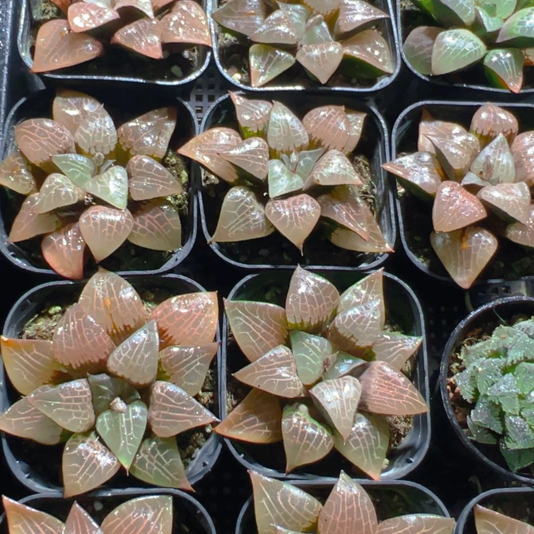 粉康平玉露多肉多肉一颗