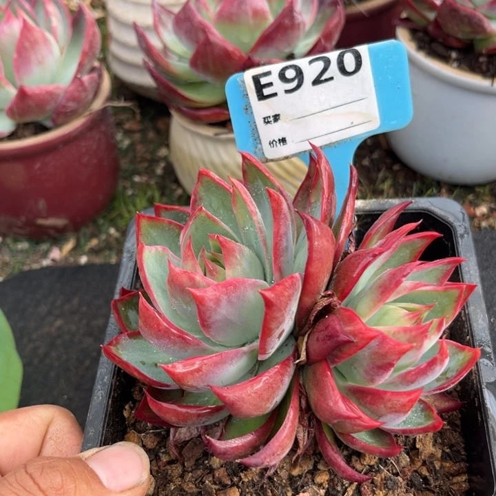 惊鸿一瞥多肉植物920