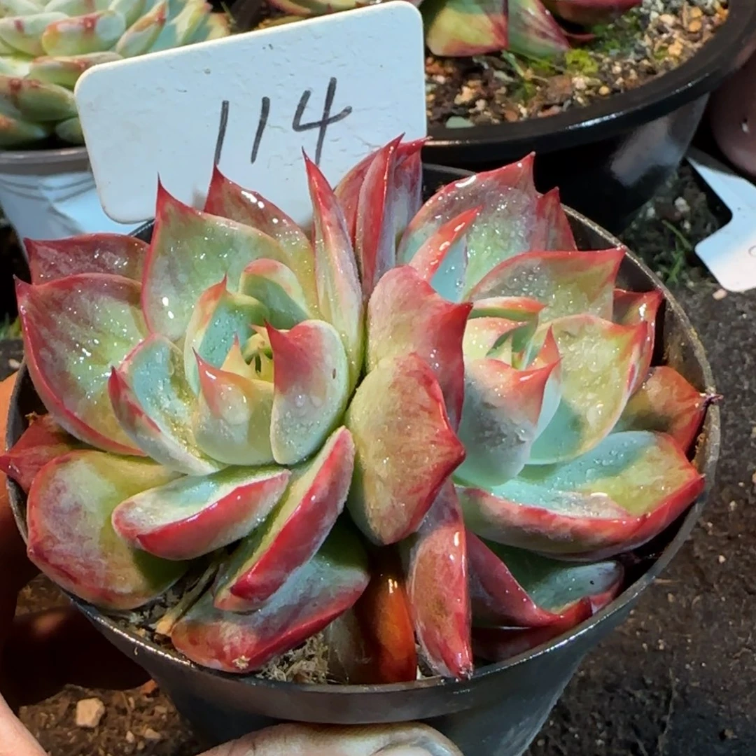 惊鸿一物一拍包装收缩花旱114