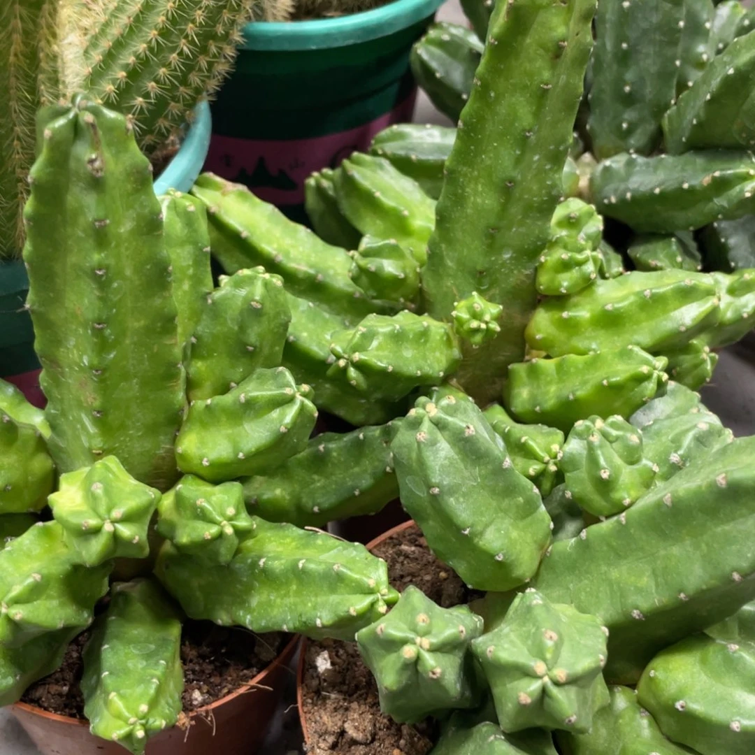 群生红花桃太郎一杯