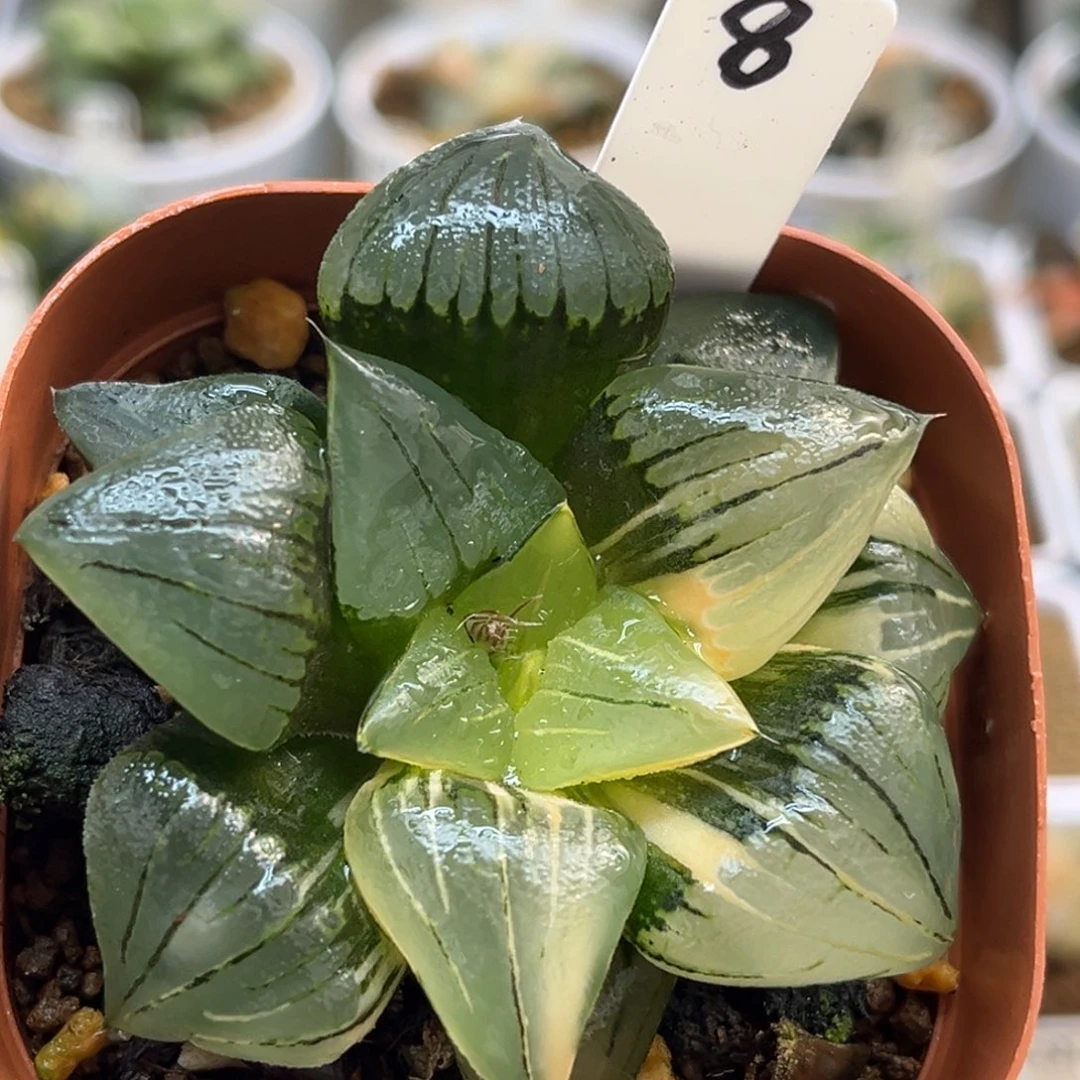 8巨大丸叶红纹寿锦福利专场