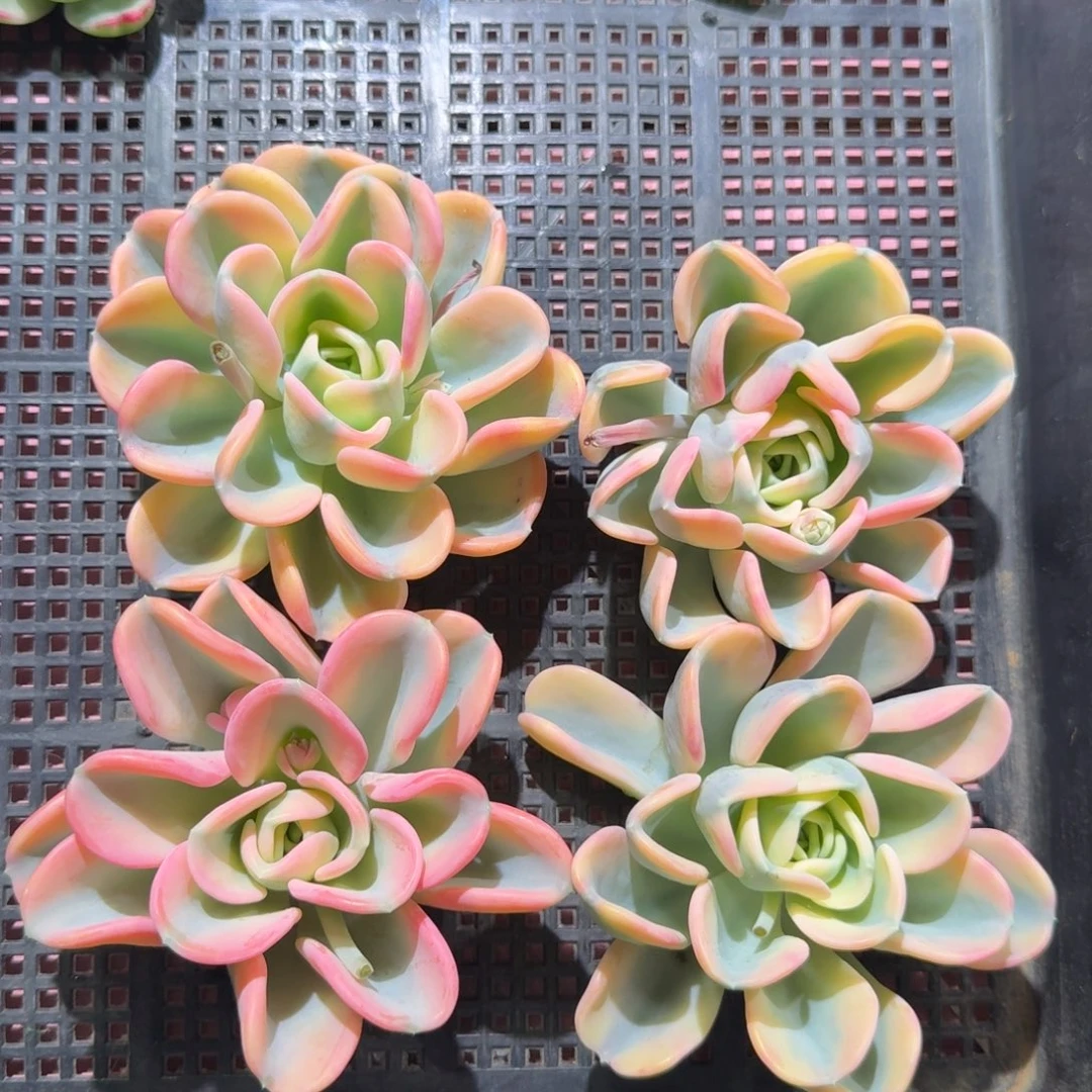 美尻锦头盖无根随机一颗