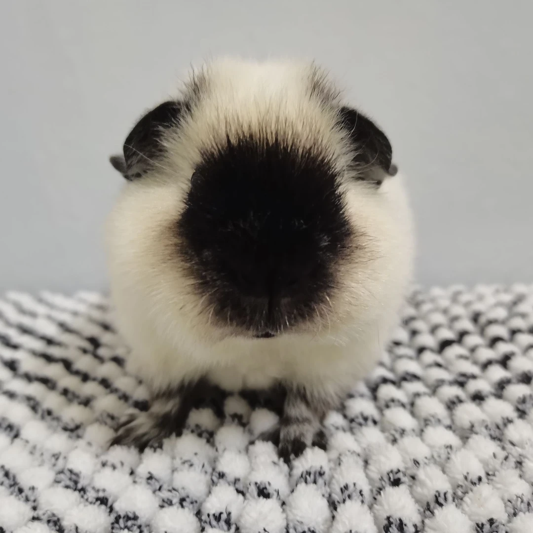 泰加荷兰猪妹妹 豚鼠活体宠物