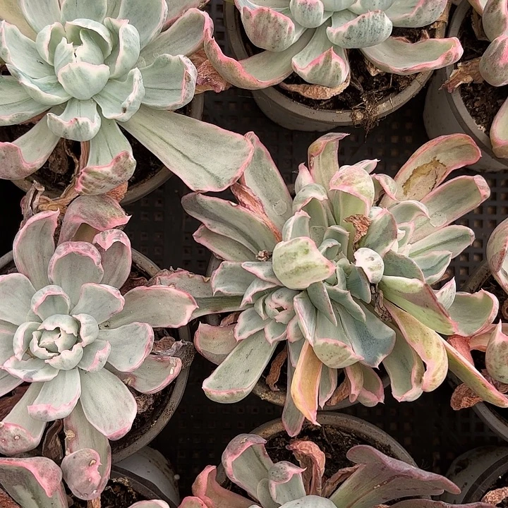 伯克利锦两颗（满18包邮、偏远地区1号链接拍十块运费）