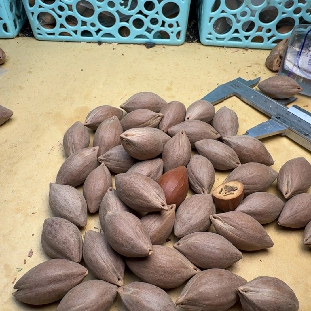 天***t橄榄核手串/手链1