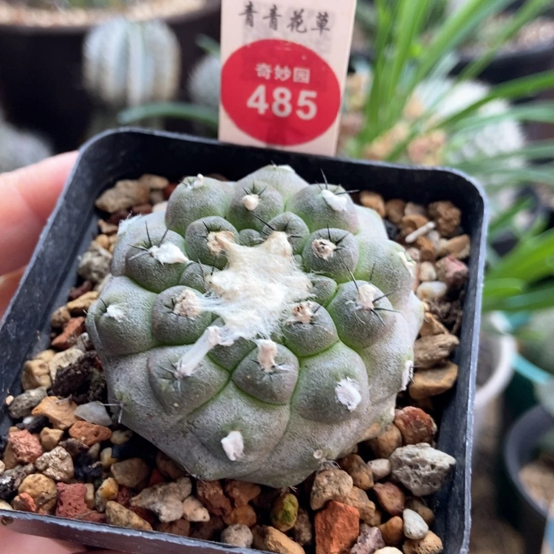 实生尤仙人4.7cm