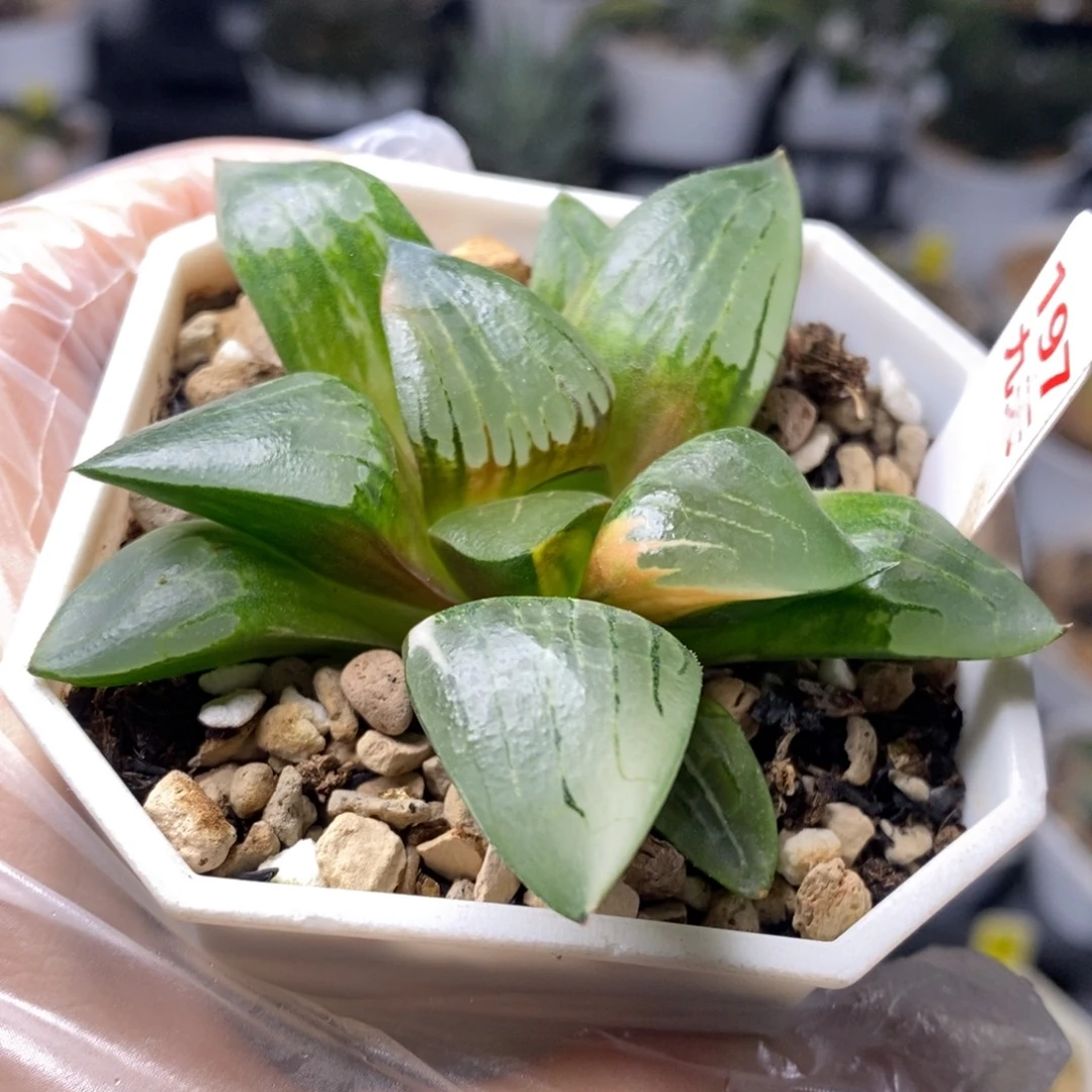 197号阿房宫锦多肉植物