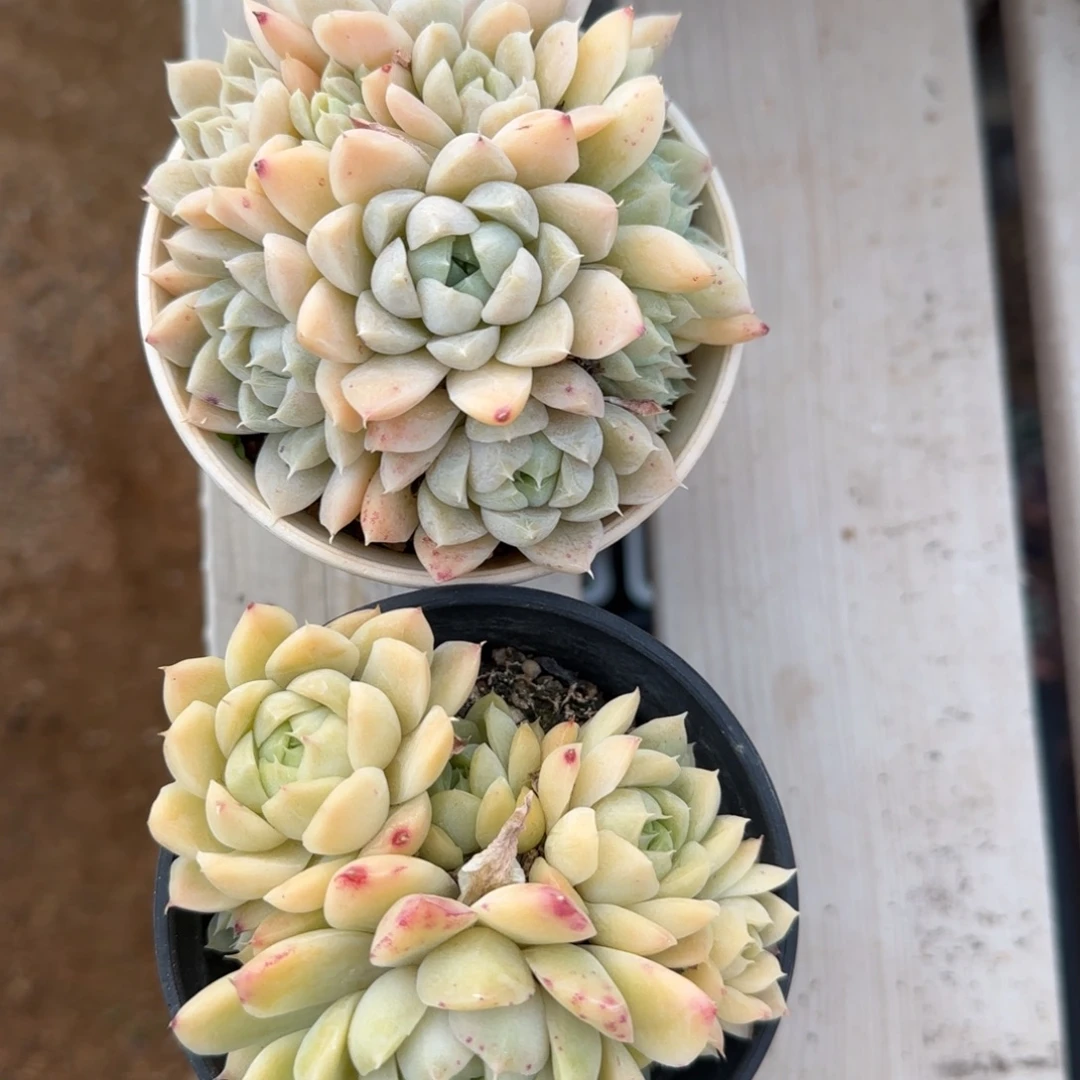 白杂老桩多肉五十包邮