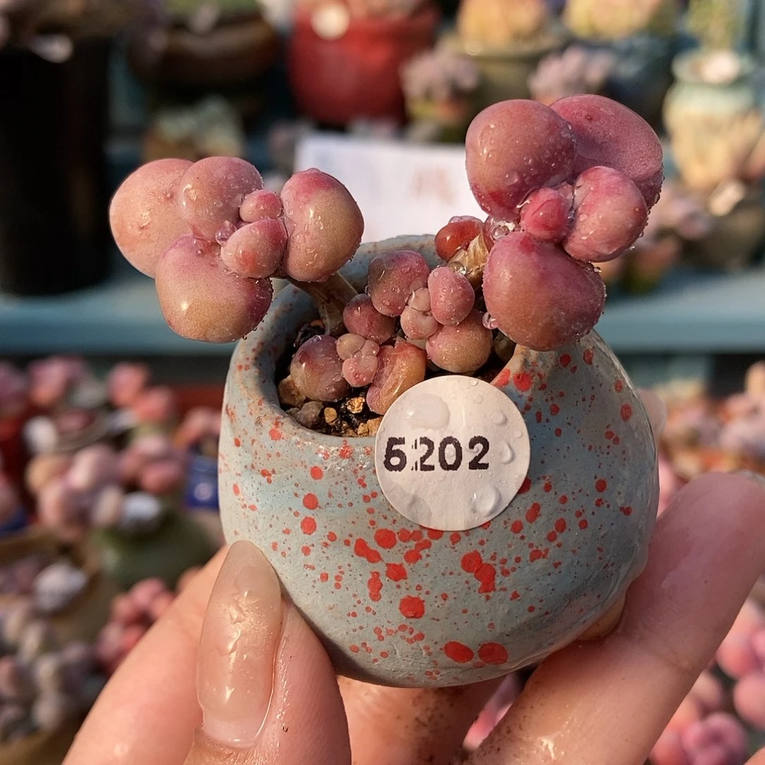 5202糖果腰子蛋带盆土