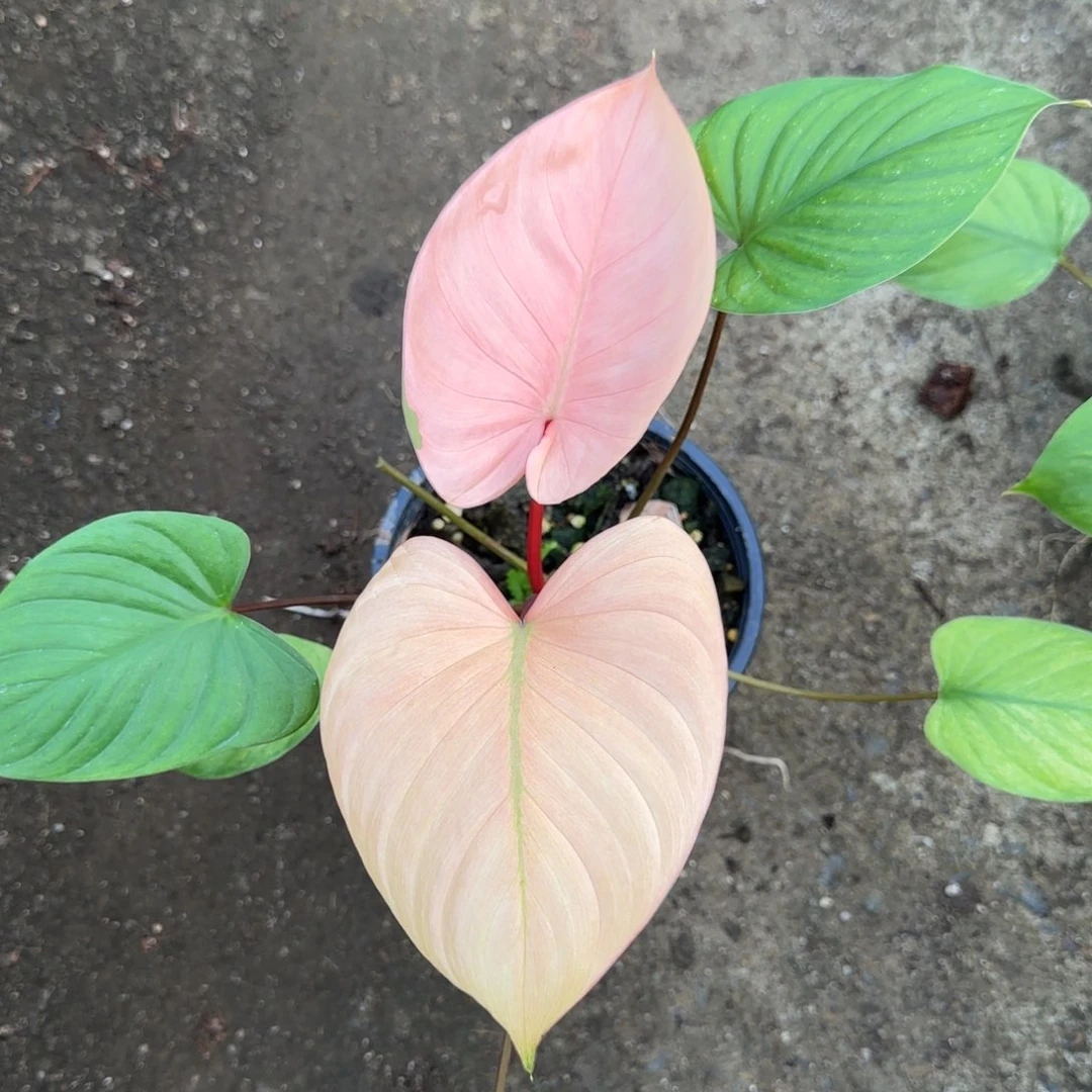 小*叔20-1219泰国发货千年健薄荷锦