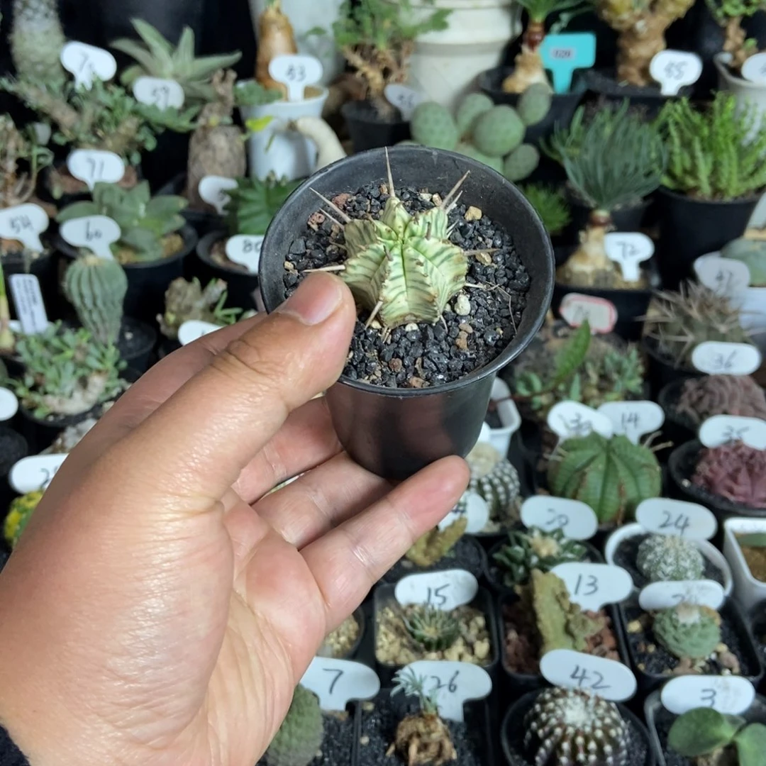 斑马锦一个一物一拍