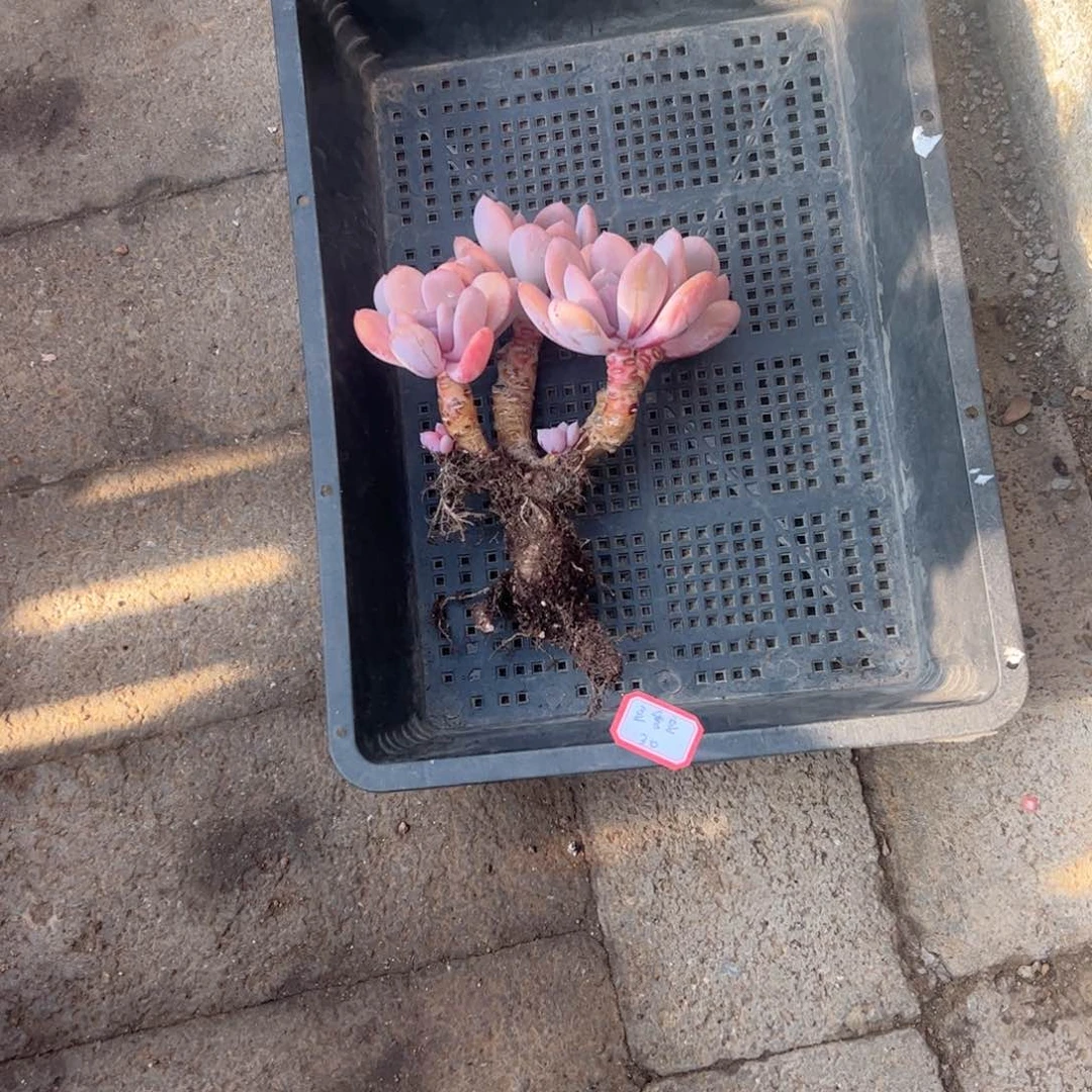 多肉植物多肉植物