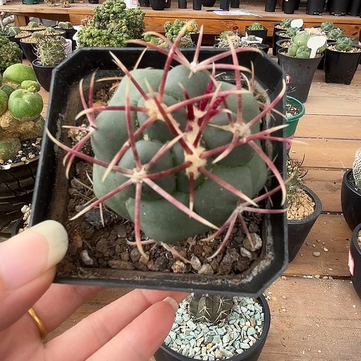 天***勤597哈哈哈哈哈哈哈