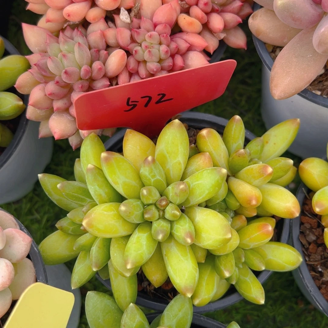 福利来啦来了打脸了