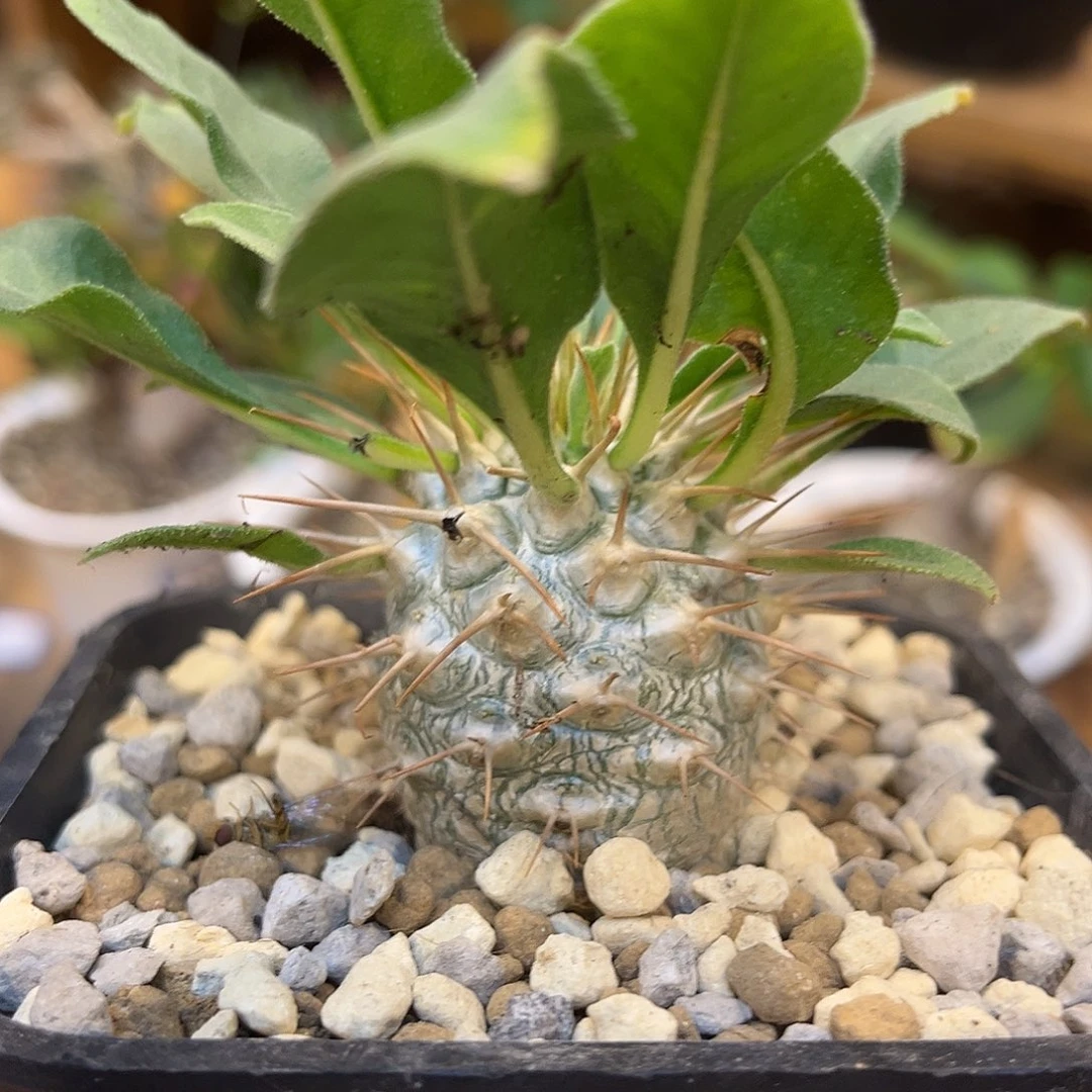 潮流植物 光堂 实生