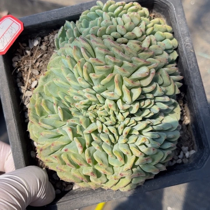 欣*白胖子一颗140盆