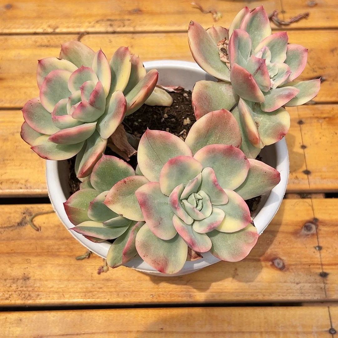 多肉植物绮罗锦28米