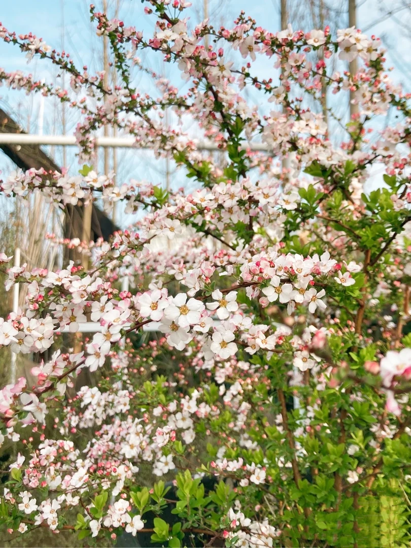 粉色喷雪花雪柳盆栽花卉耐寒耐热适合庭院阳台种植小苗