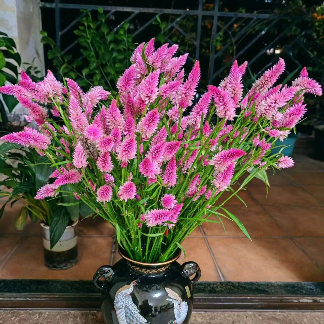 凤尾1把 含20%耗损❤